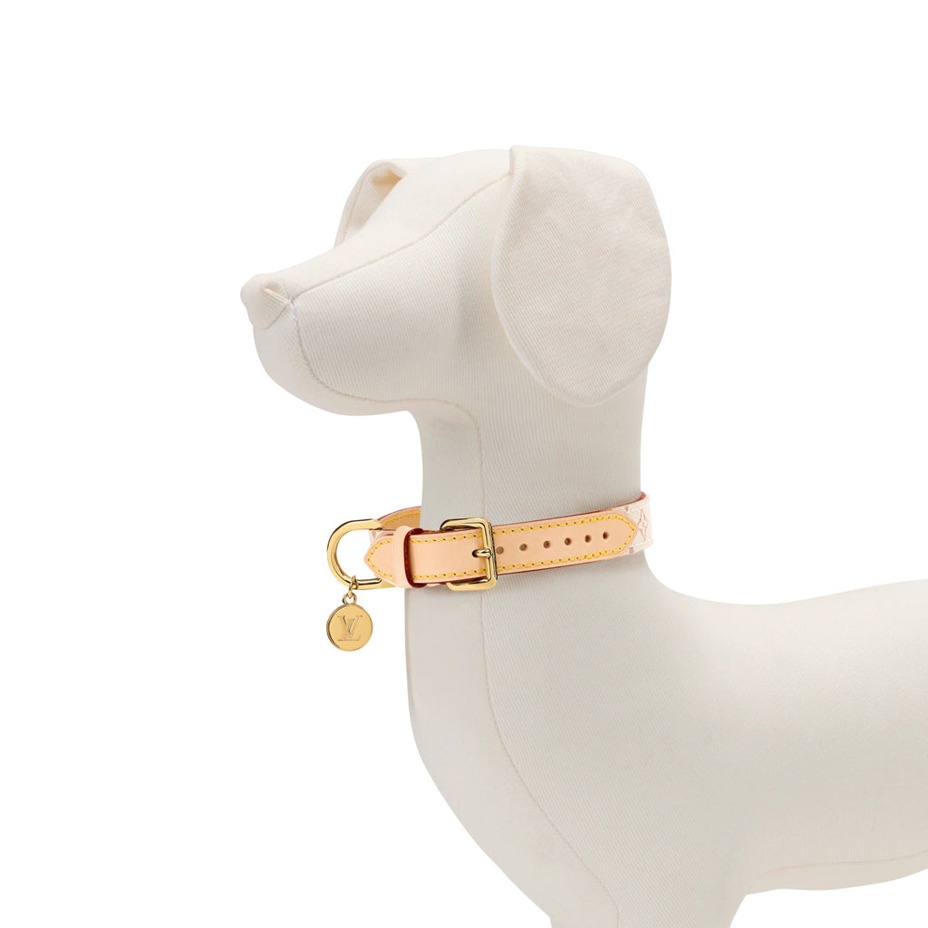 Dog Collar XS