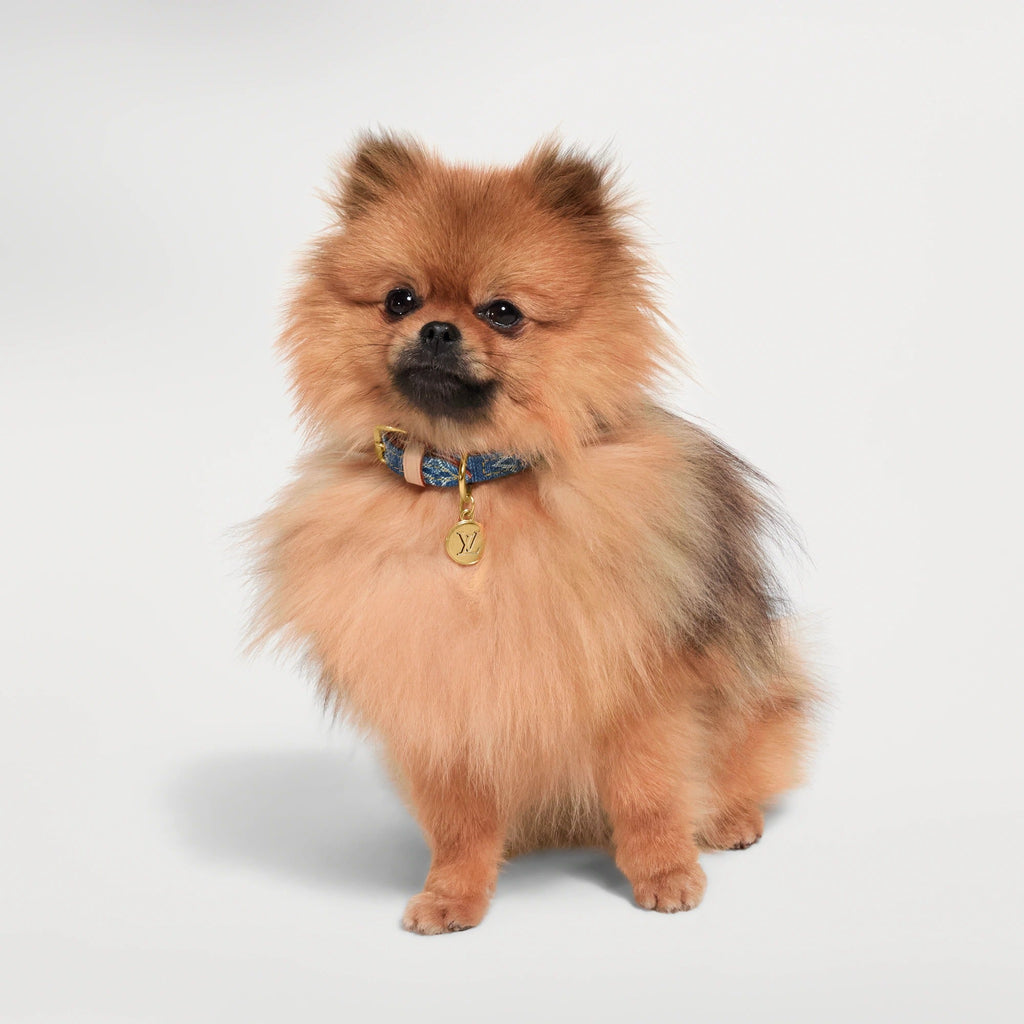 Dog Collar XS