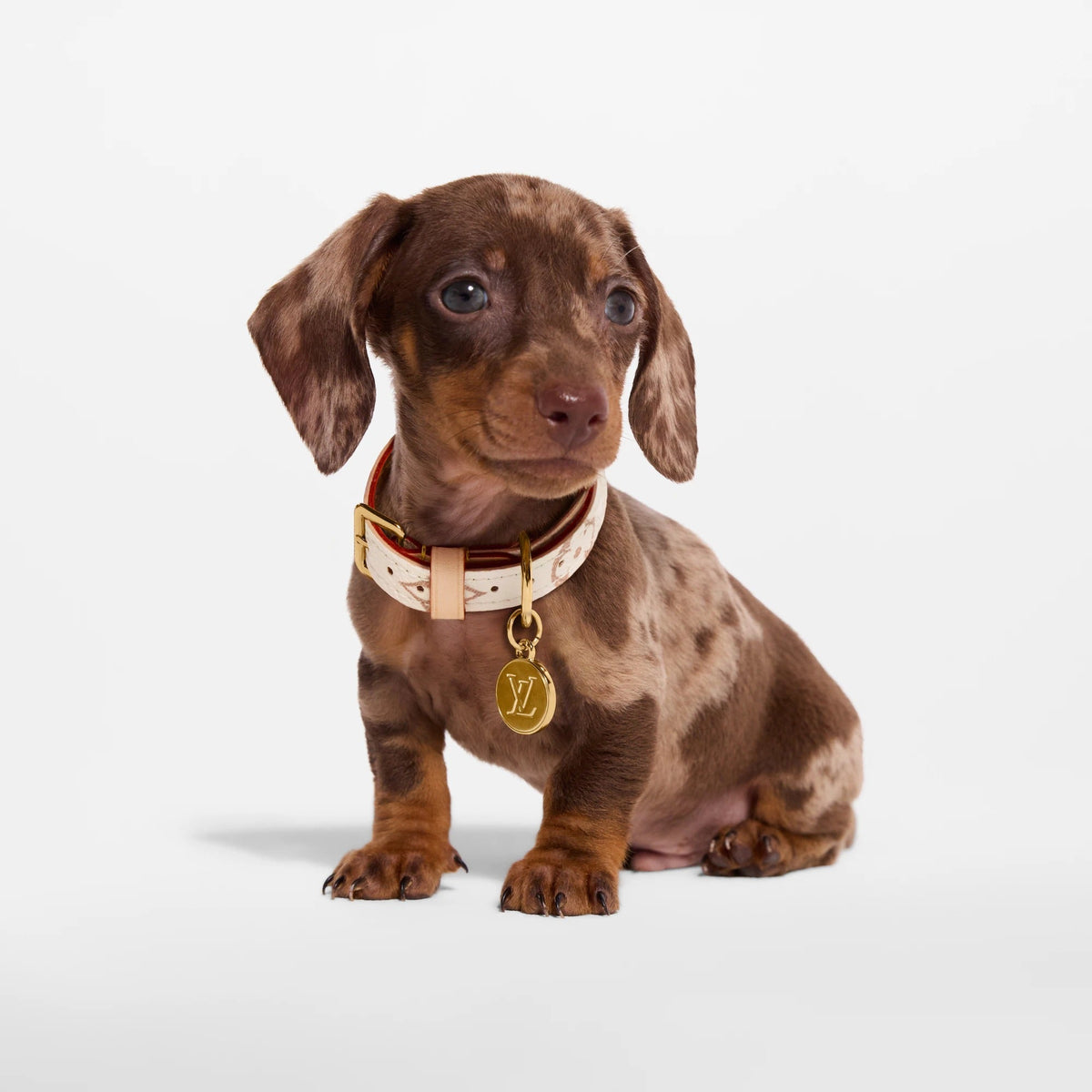 Dog Collar XS