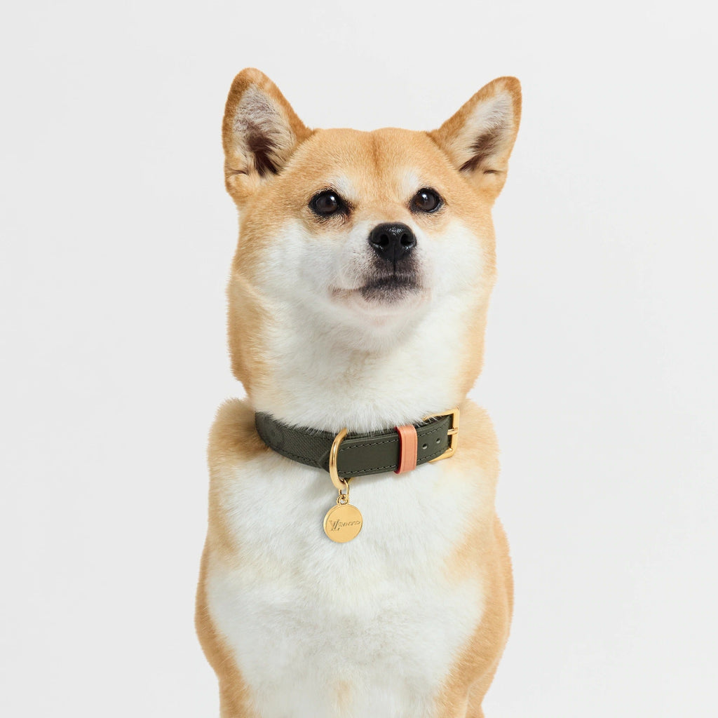Dog Collar PM