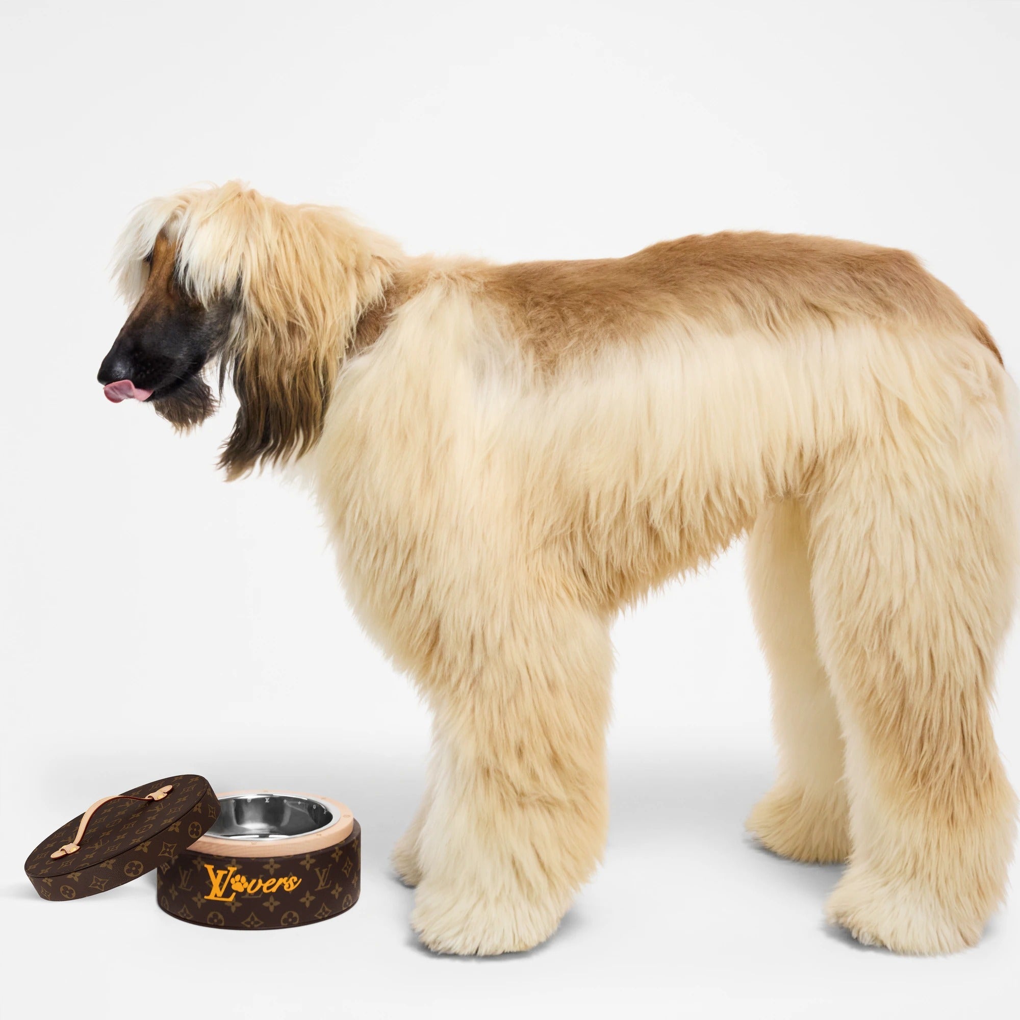 Dog Bowl