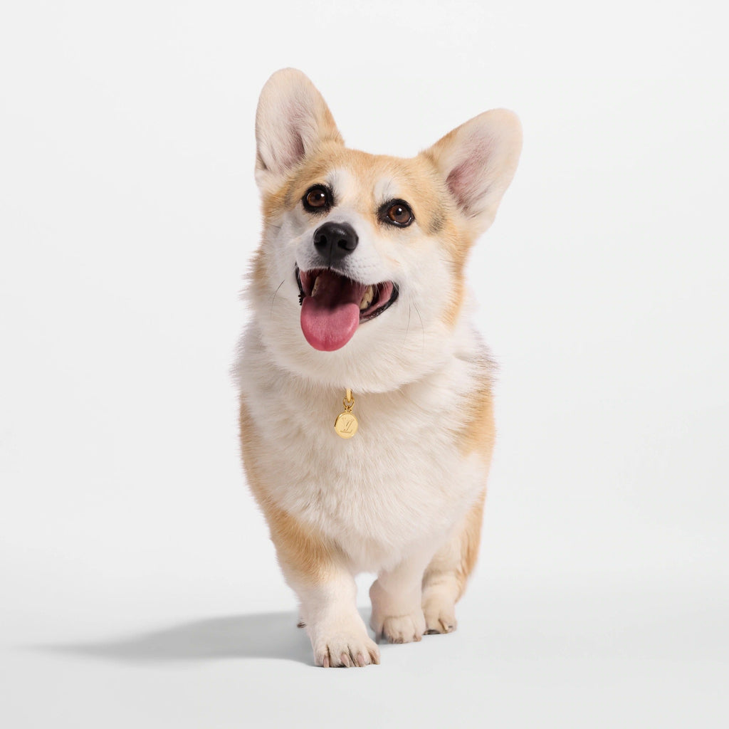 Dog Collar PM