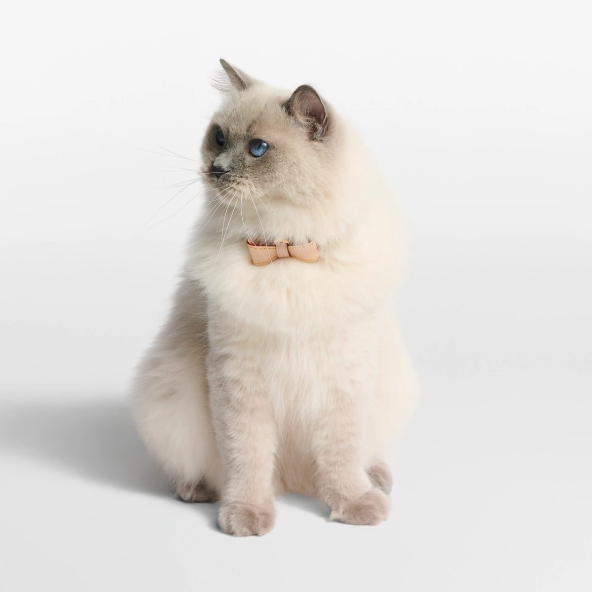 Bow Cat Collar