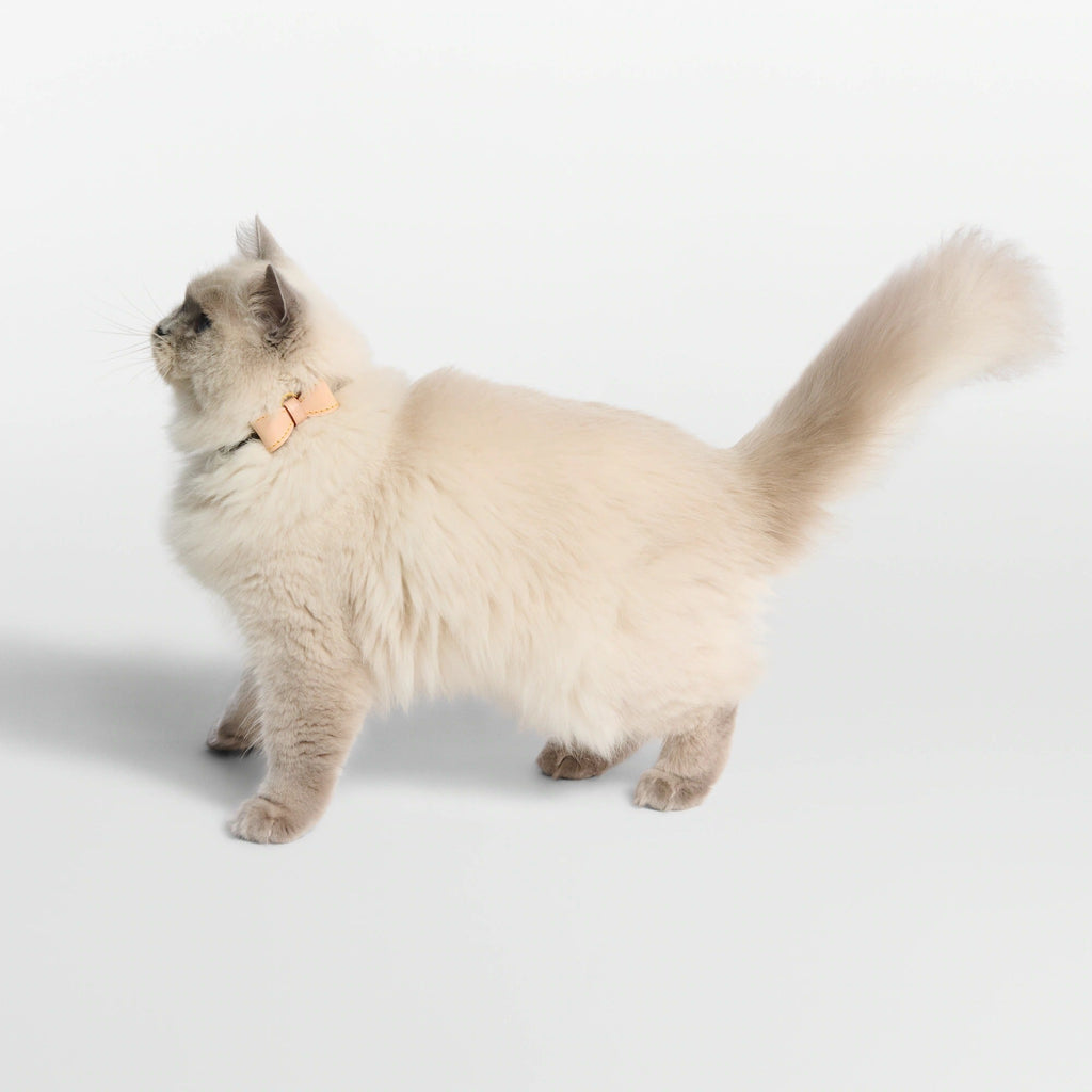 Bow Cat Collar