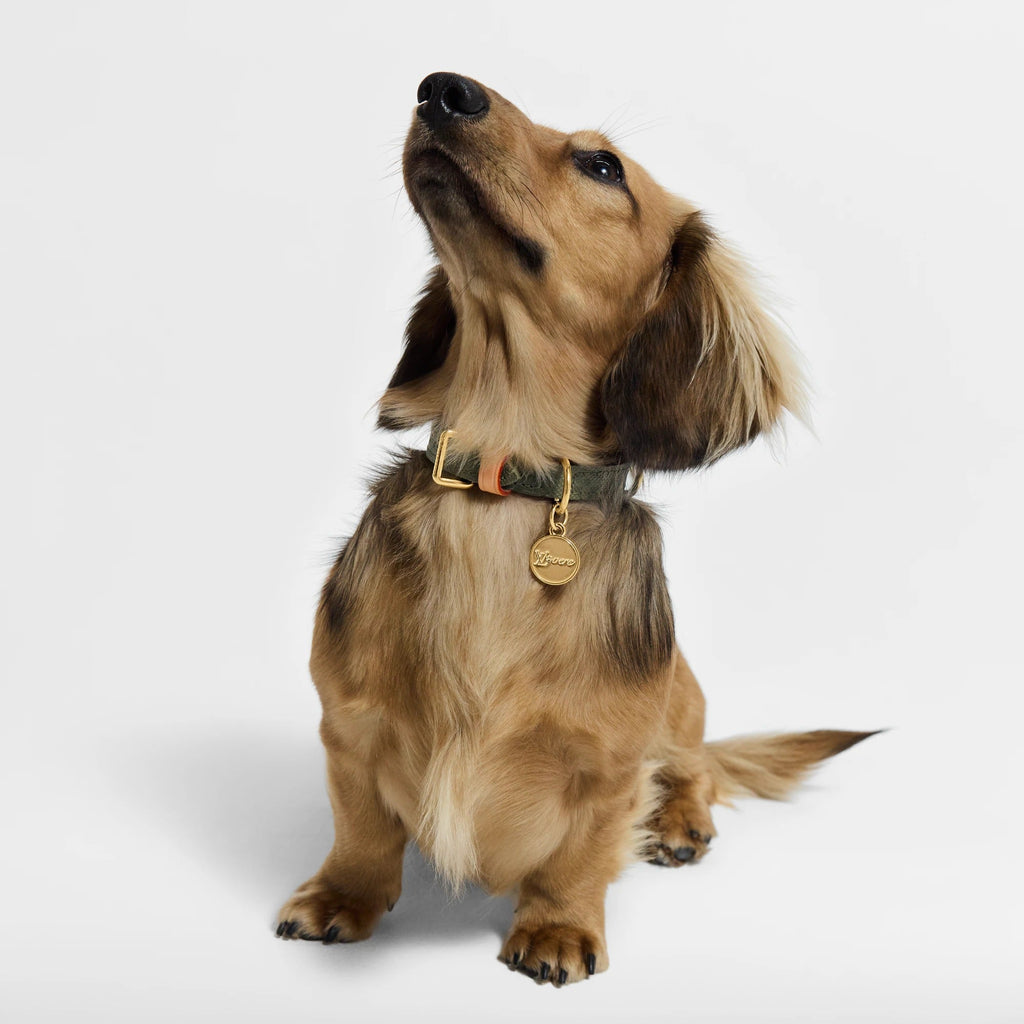 Dog Collar XS