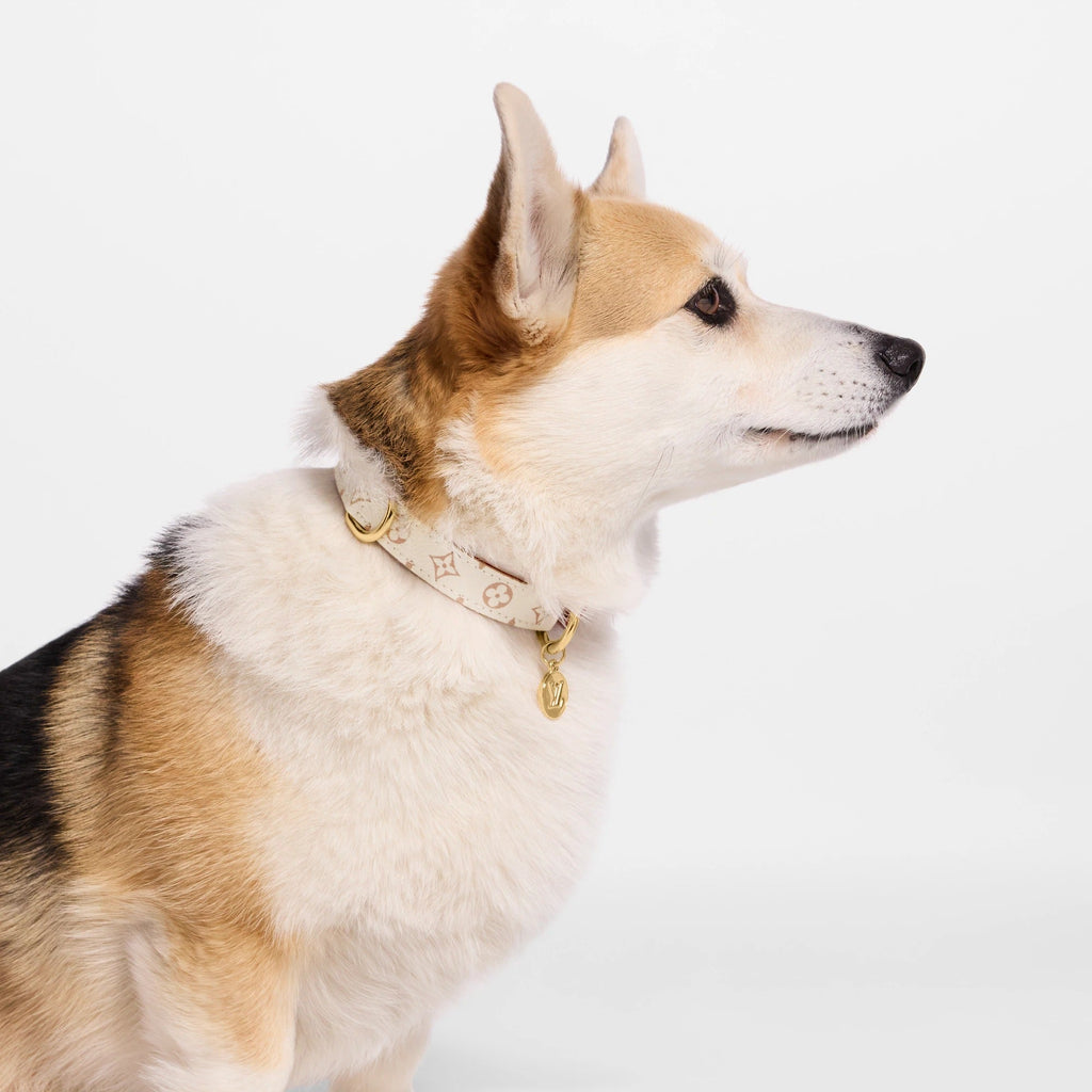 Dog Collar PM