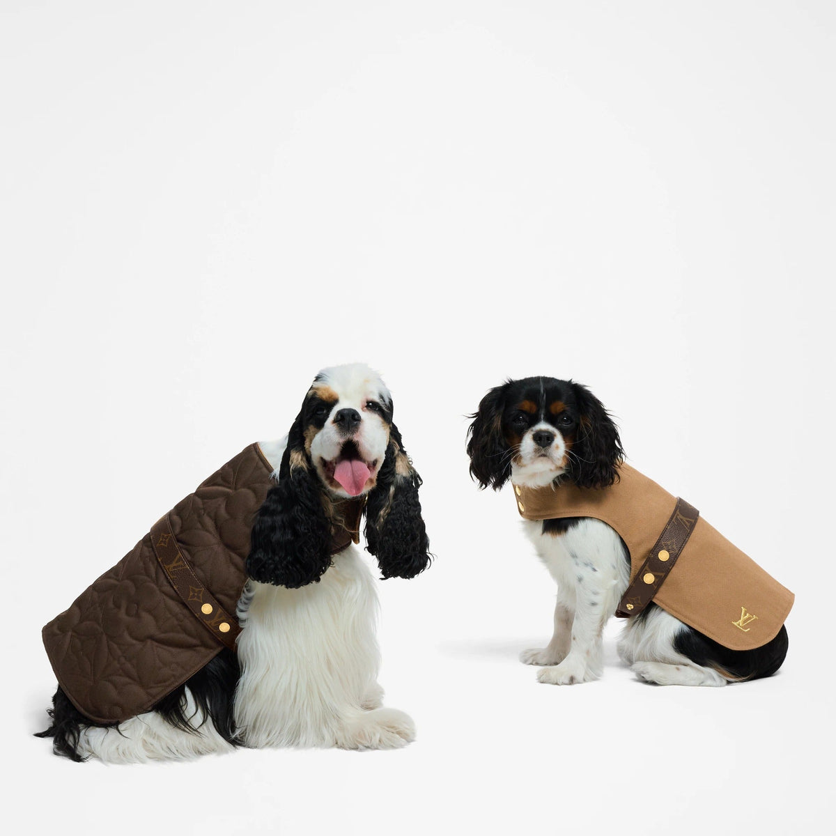 Waterproof dog coat MM