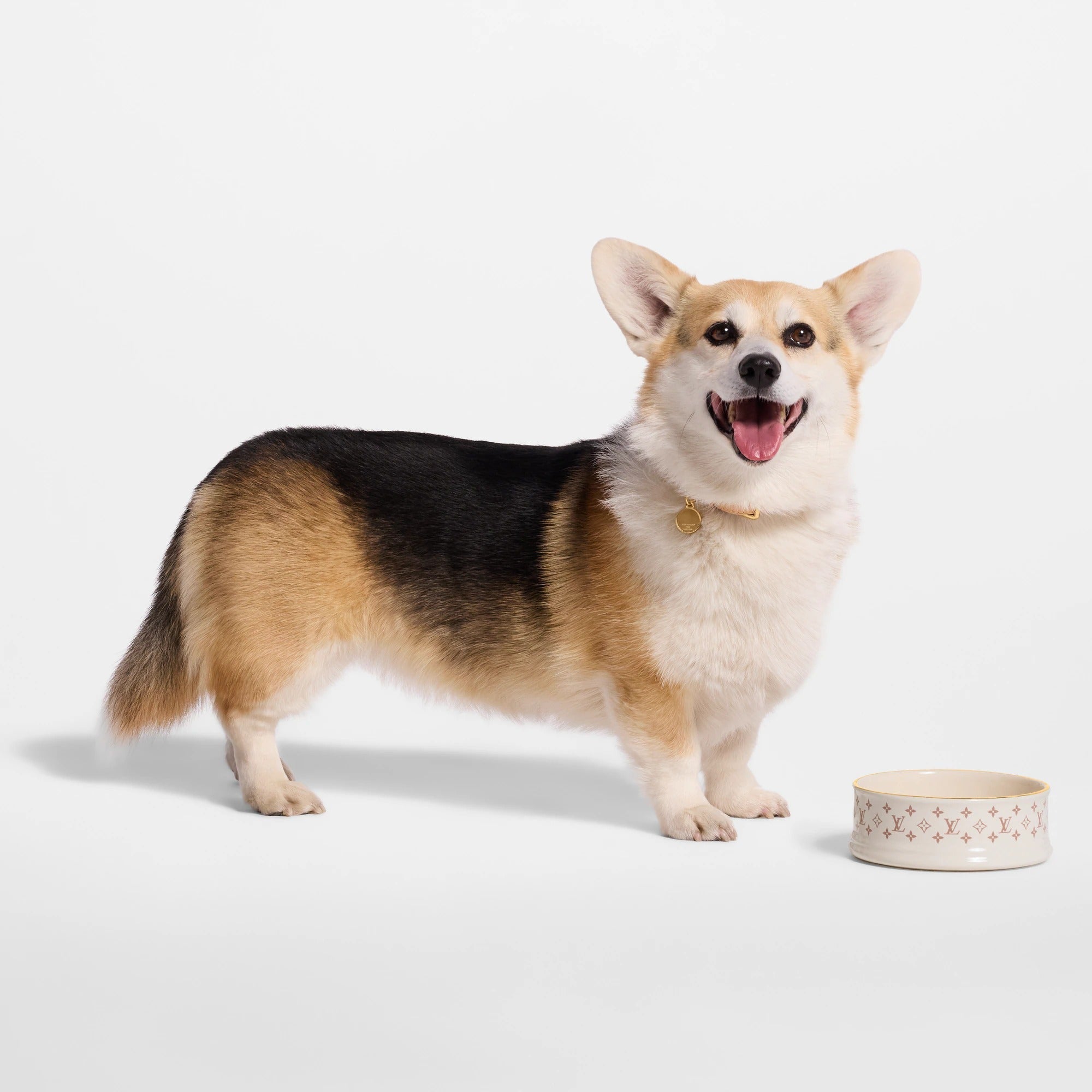 Dog Bowl