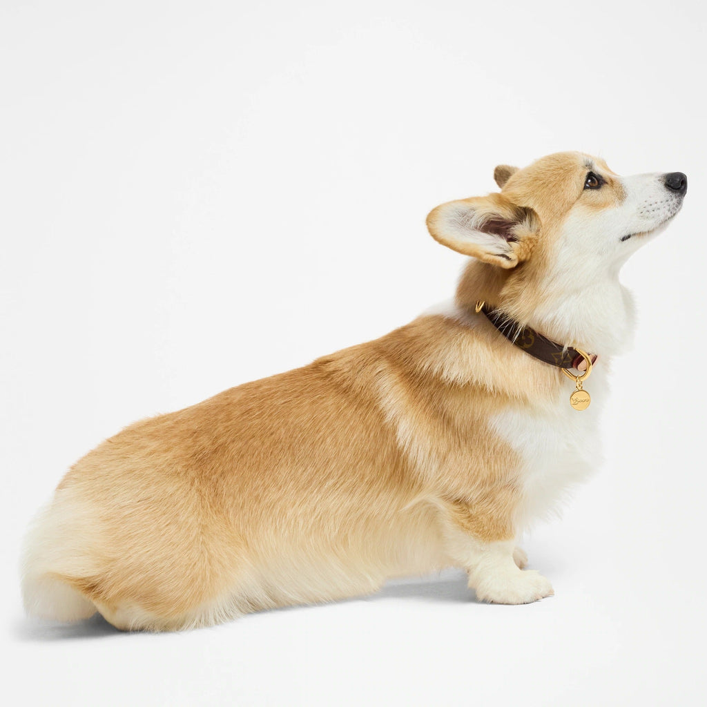 Dog Collar PM