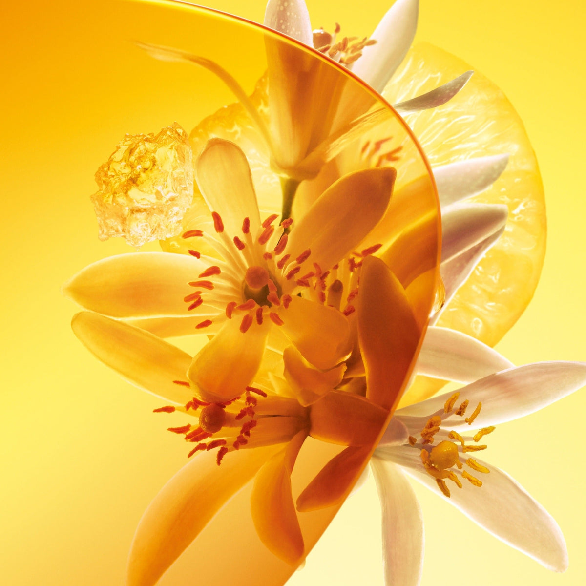 Sun Song