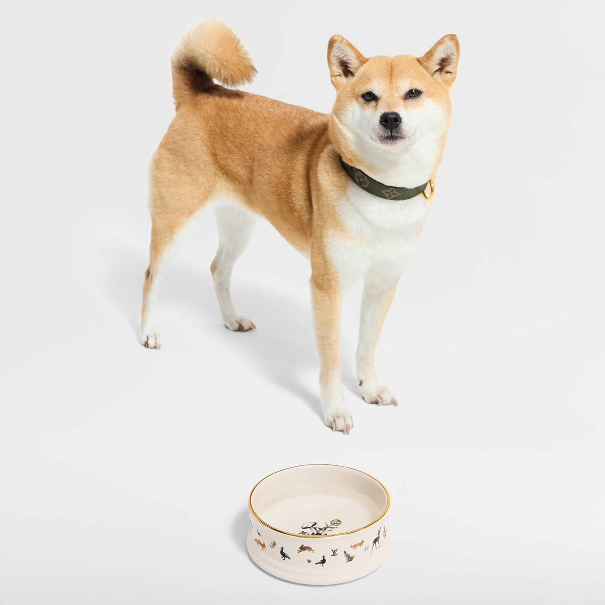 Dog Bowl