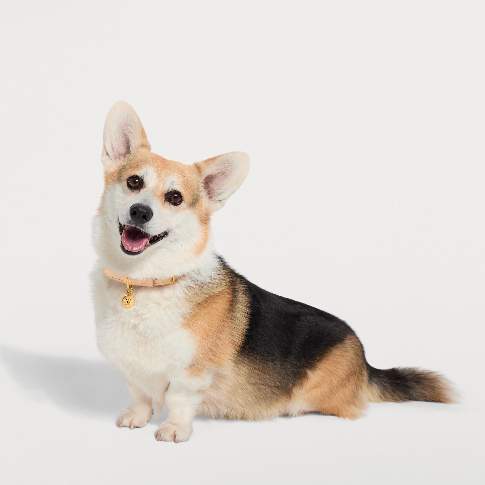 Dog Collar PM