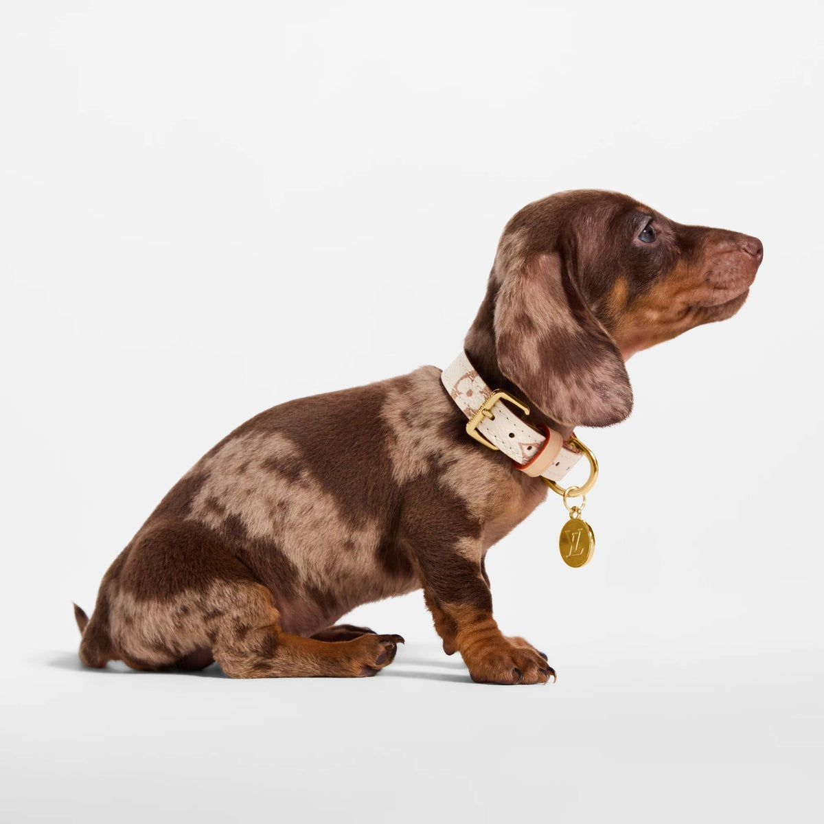 Dog Collar XS