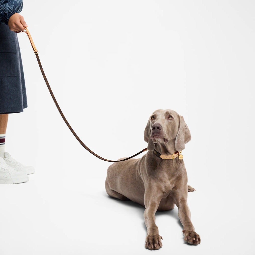 Dog Leash MM