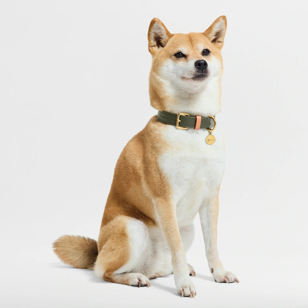 Dog Collar PM