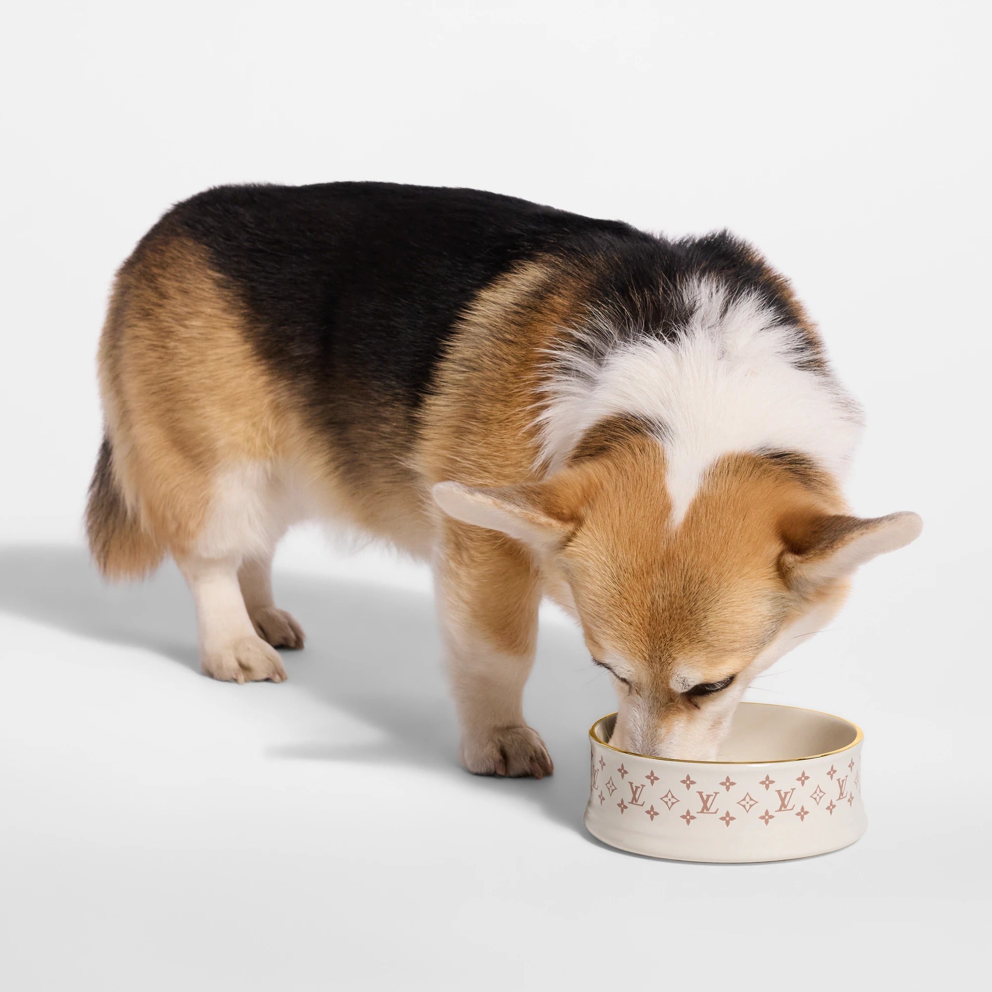 Dog Bowl