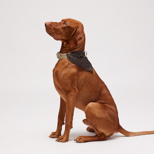 Large/extra-large pet bandana - dark brown silk