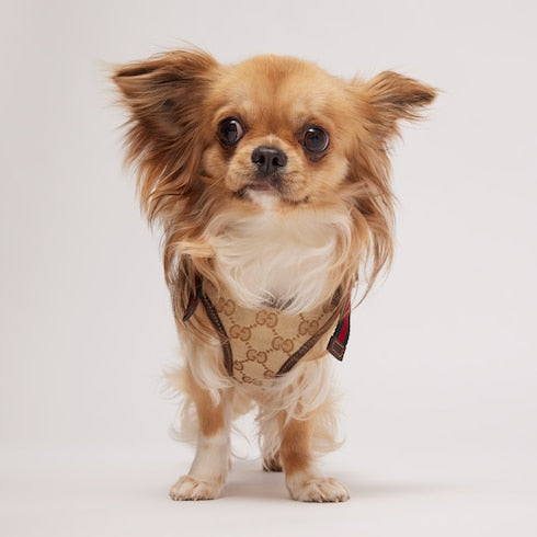 Extra-small padded pet harness - sand and brown GG canvas