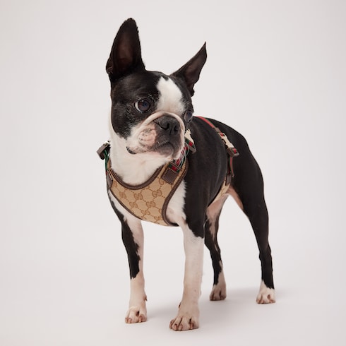 Small/medium padded pet harness - sand and brown GG canvas