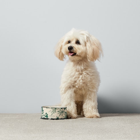 Small Herbarium print pet bowl - green and ivory porcelain