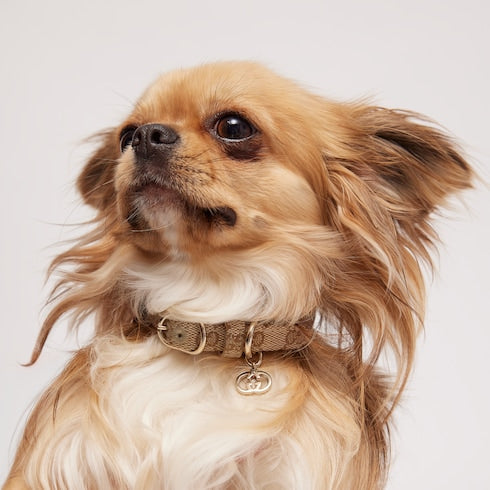 Extra-small pet collar - sand and brown GG canvas