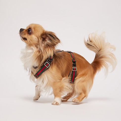 Extra-small padded pet harness - sand and brown GG canvas