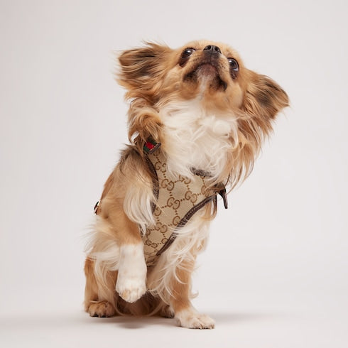 Extra-small padded pet harness - sand and brown GG canvas