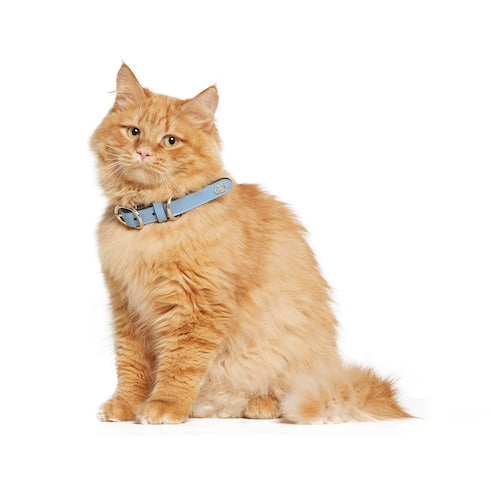 Small/medium collar - light blue fabric