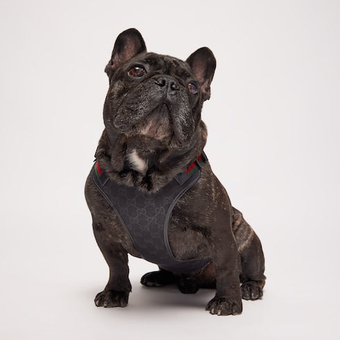 Small/medium padded pet harness - black GG canvas