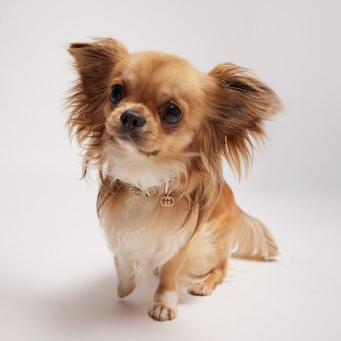 Extra-small pet collar - sand and brown GG canvas