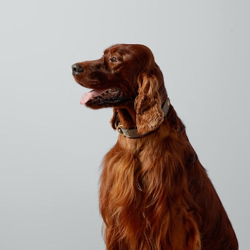 Large/extra-large pet collar - beige and ebony Supreme