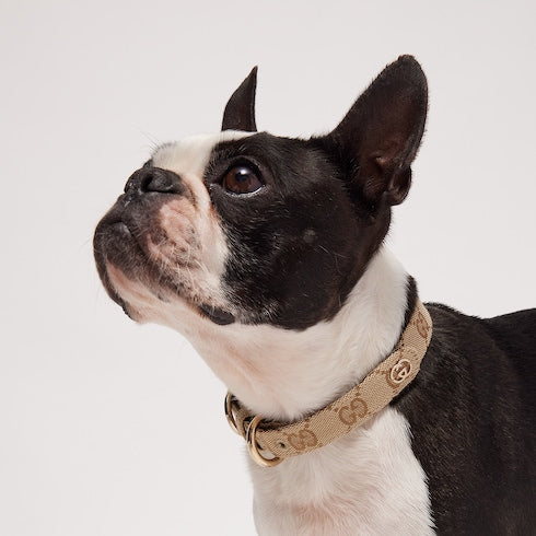 Small/medium pet collar - sand and brown GG canvas
